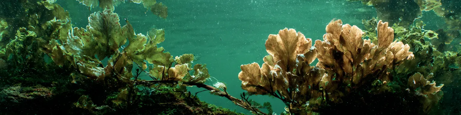Seaweed, as seen underwater
