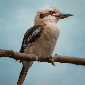 A kookaburra