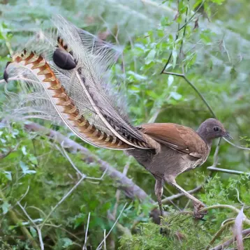 A lyrebird on a high branch