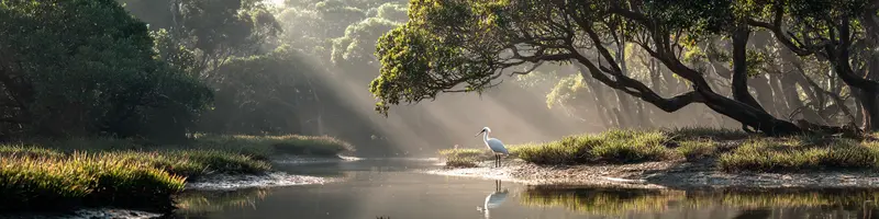 A spoonbill in some wetlands