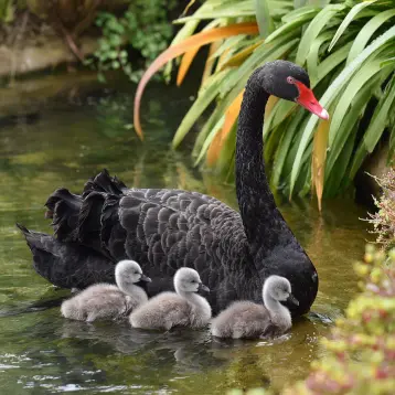 A swan protecting her chicks