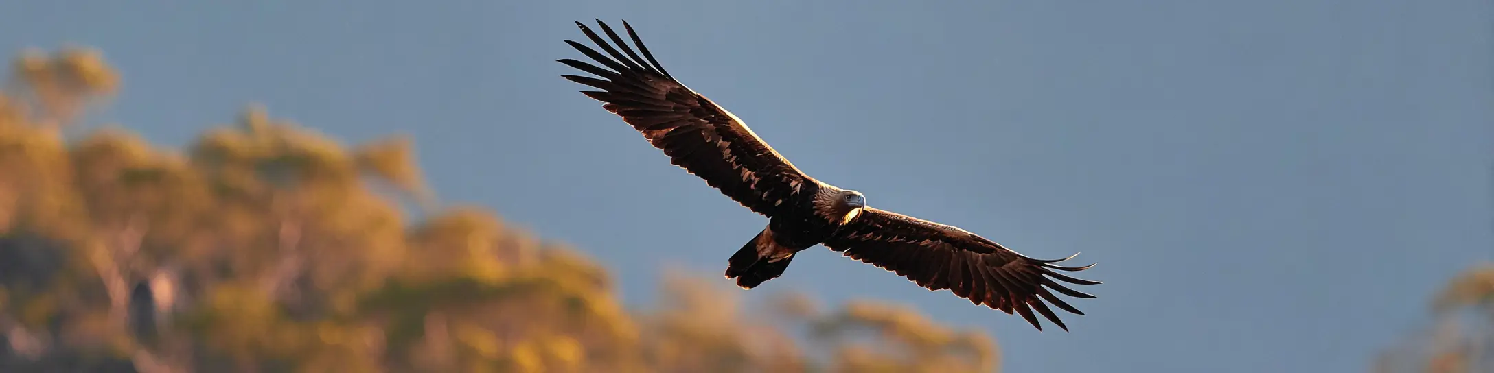 A wedgetail eagle soaring