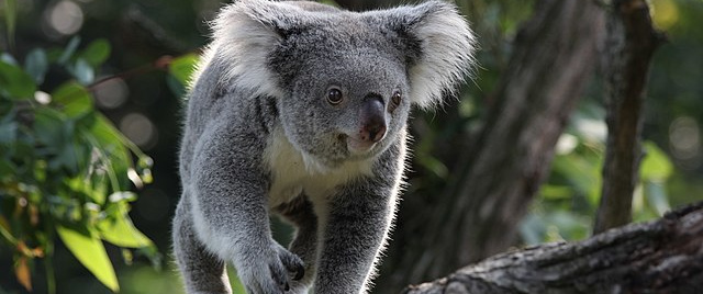 A koala